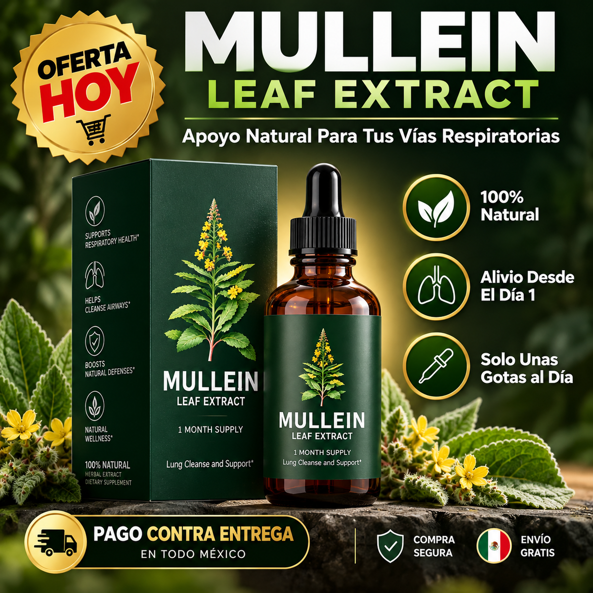 Extracto de Gordolobo (Mullein) | Apoyo Natural para Respirar Más Cómodo